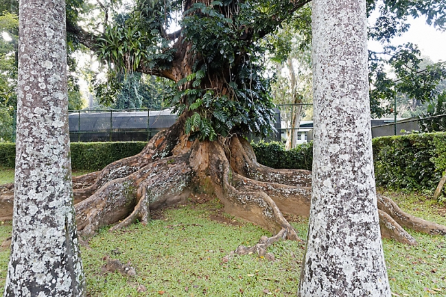 Kandy-Botanical garden-061